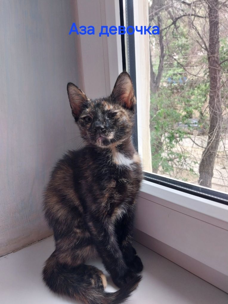 Котята домашние возраст 4 месяца
