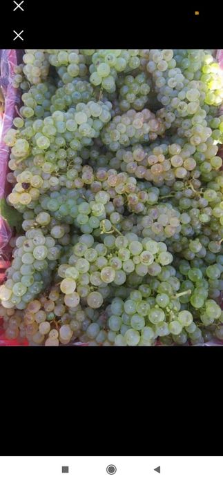 Struguri de vin  producție 2024