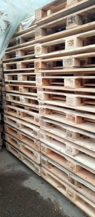 Paddon 1- sort yevro 80 mingdan