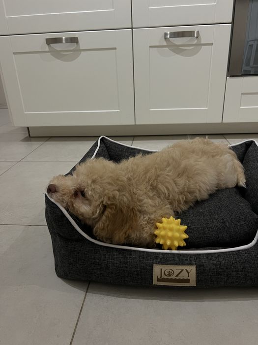 Мини пудел Априкот