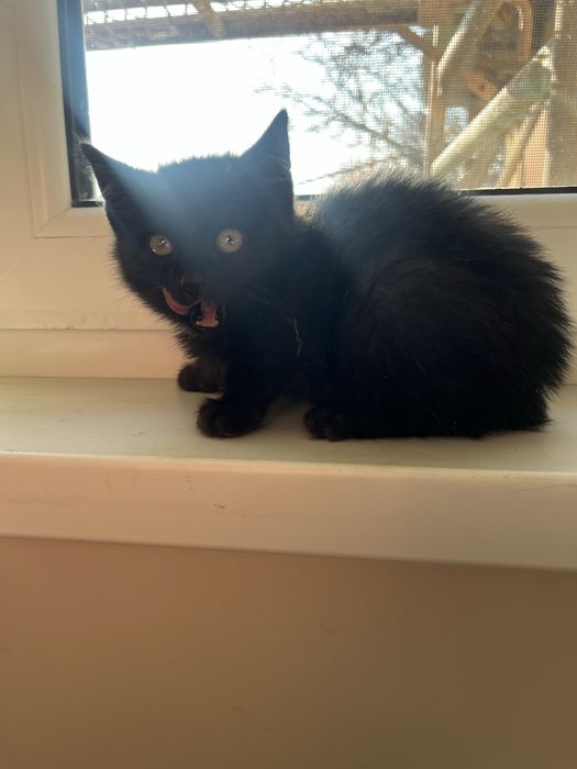 Отдам котенка мальчика