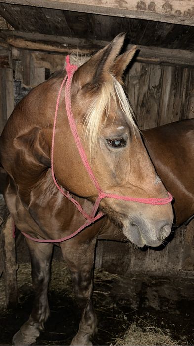 Cal de vanzare culoare Blond