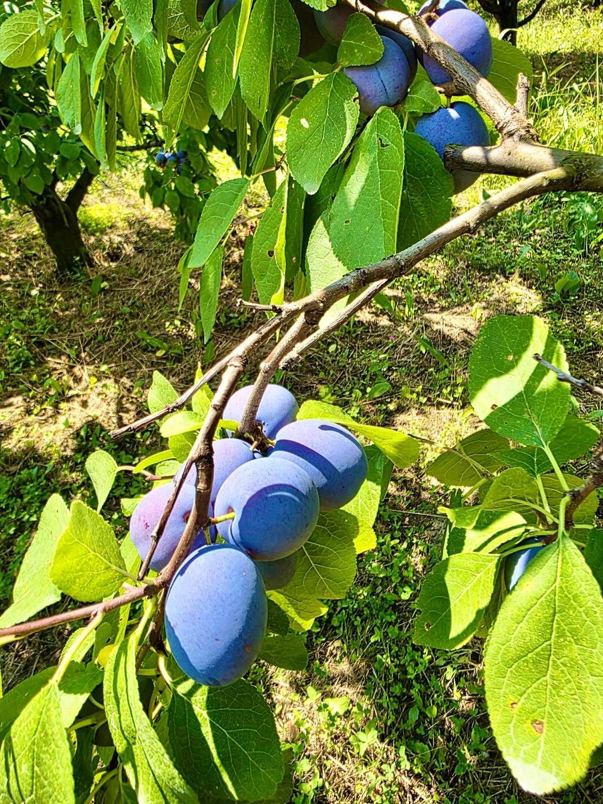 Prune Centenar direct de la producator – Livada ingrijita, 4.5 lei/kg