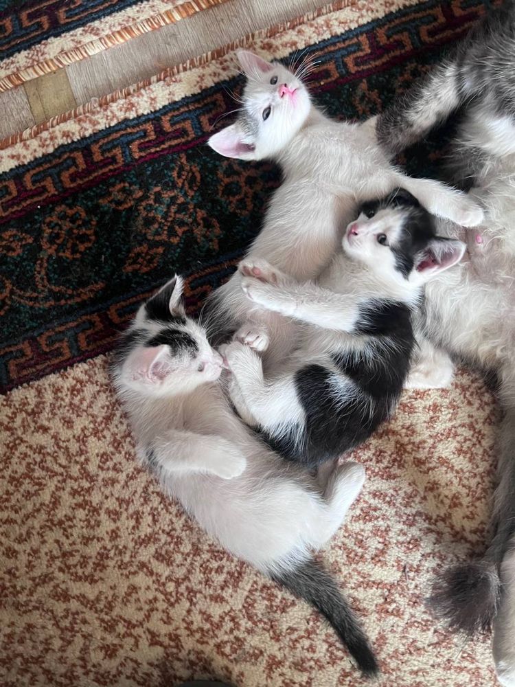 Котята 3 месячные