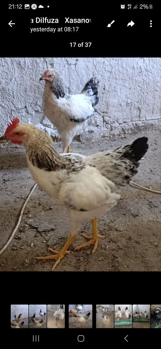 Rassiski Adler xo'rozlari