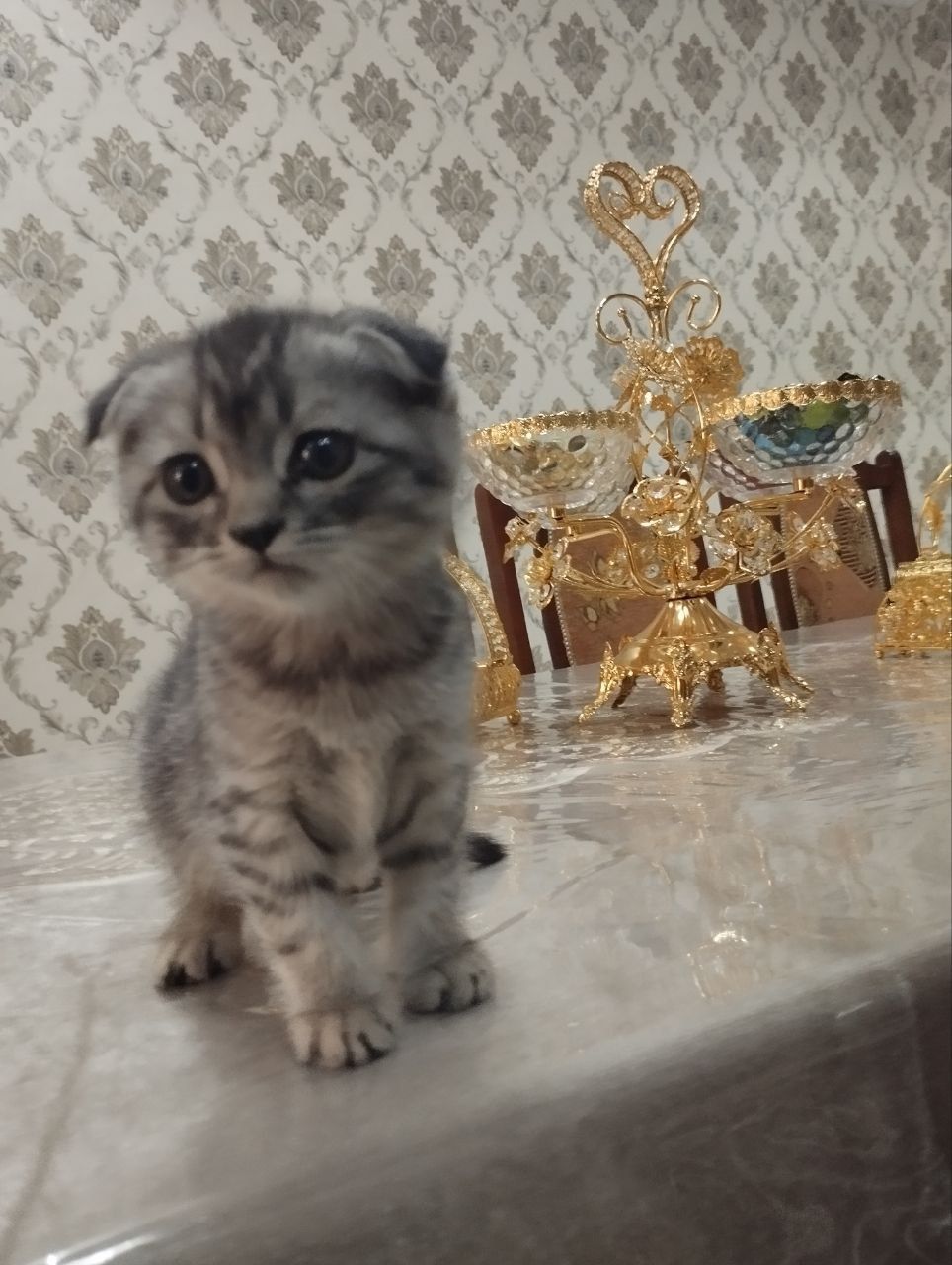 Продаётся котёнок