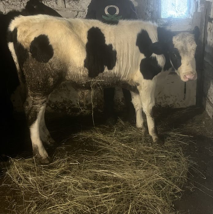 Vitei pentru craciun 35 lei carcasa