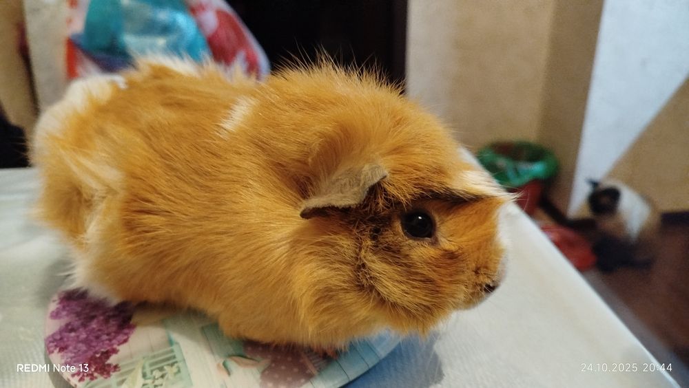 Морские свинки домашние