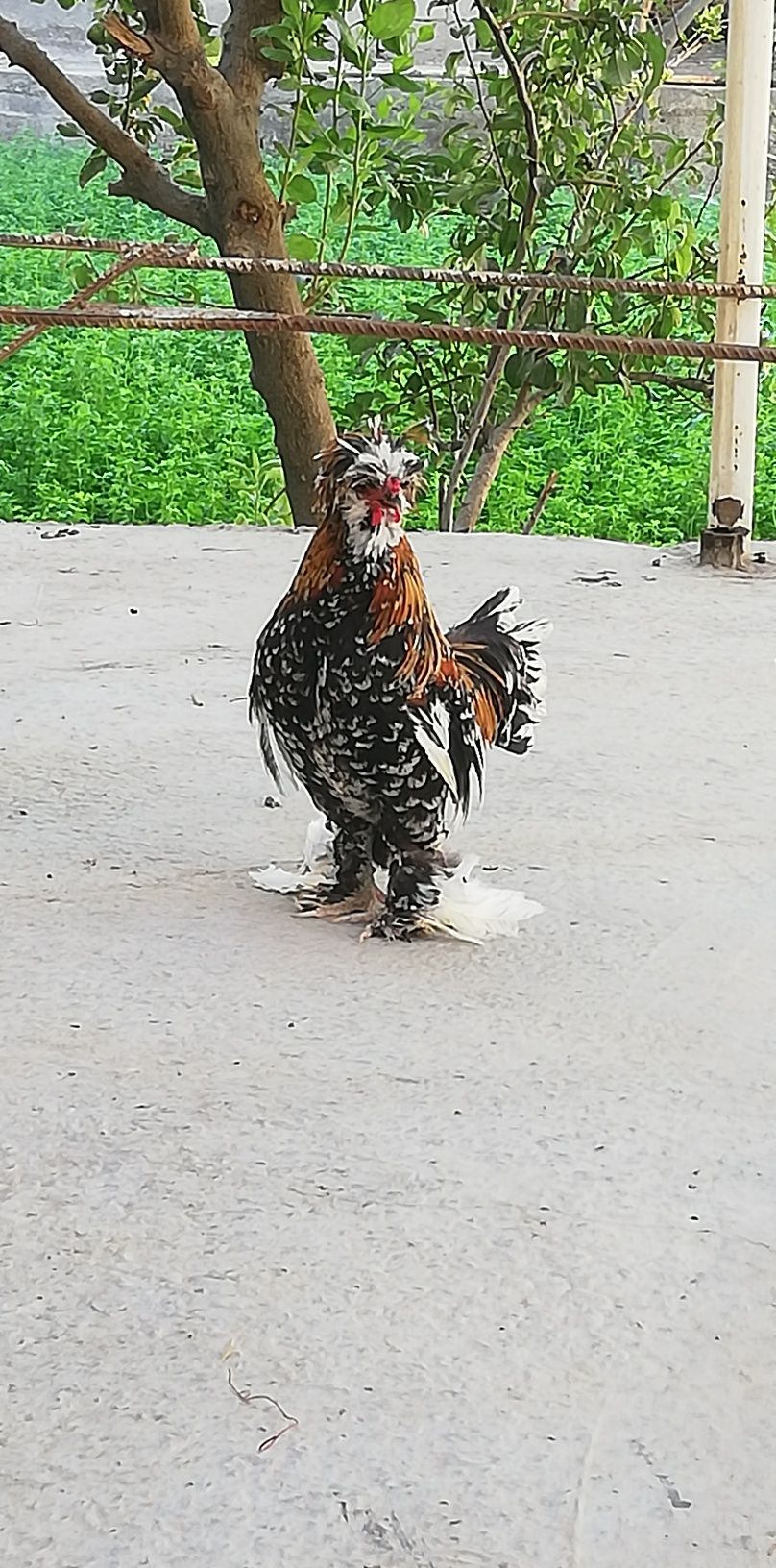 Yapon xorozcha Sotiladi