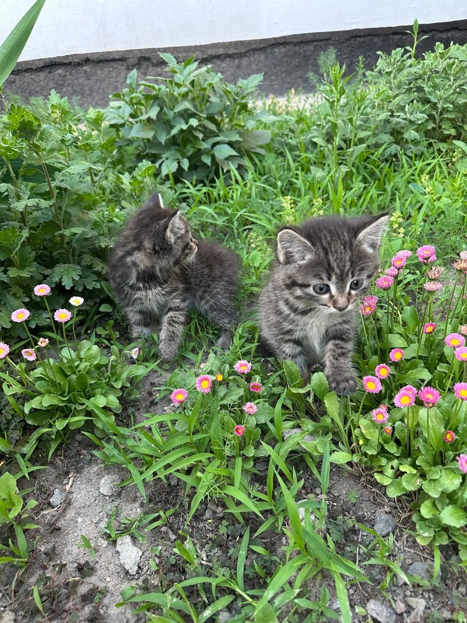 Котёнок девочка два с половиной месяца