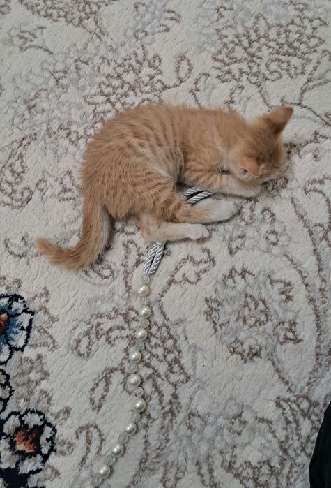 Mushu bervoriladi