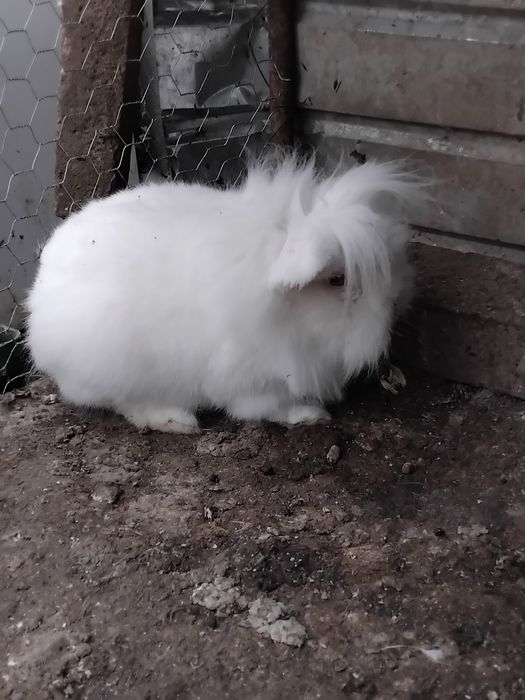 Iepuroi cap de leu pitic