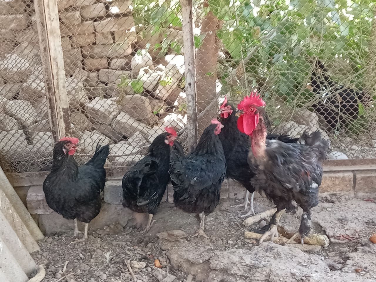 Qorra shaxzoda tovuqlar va 1 dona zo'roz bor xammasi zotli