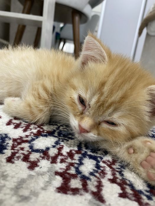 Skottish shinshilla hadyaga beriladi