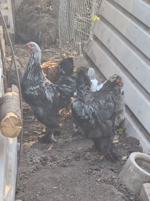 Cocosi brahma...