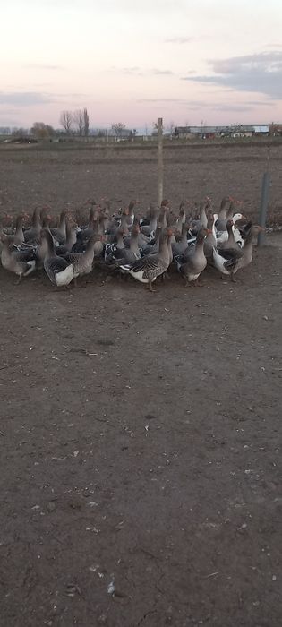 Gaste de vânzare tinere