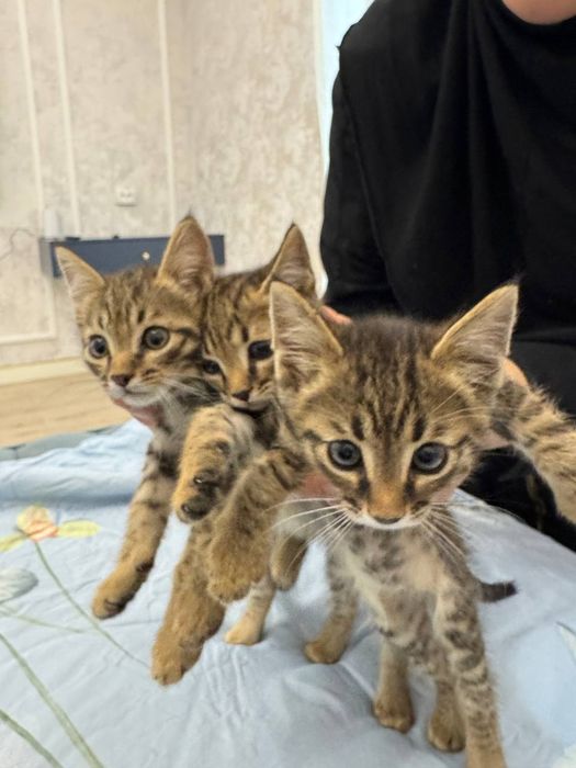 Oтдам даром  котята