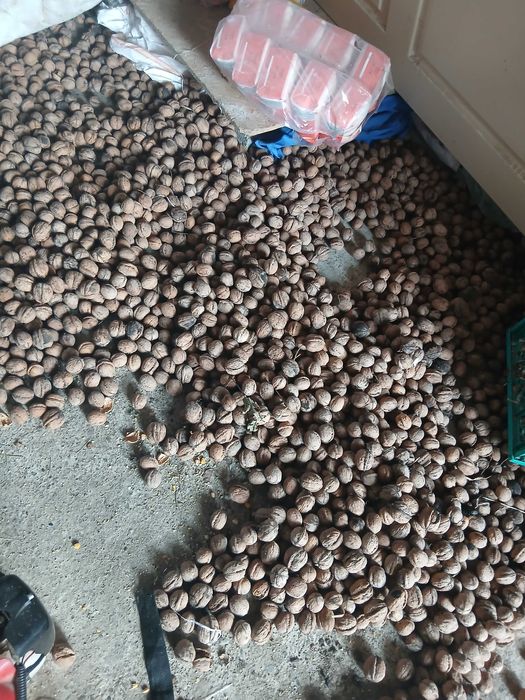 Vând nuci 200 kg,preț 6,lei kg