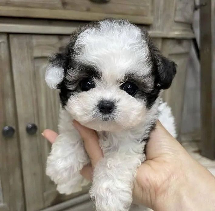 Bichon maltez mini toy alb cu pete