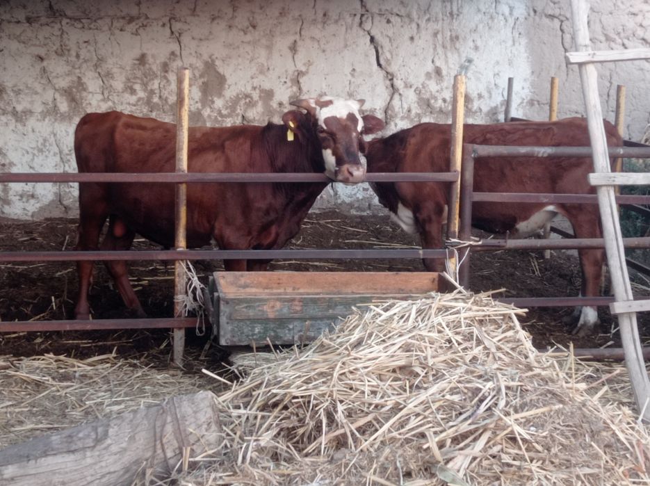 саглом бокишга тайор