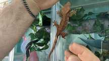 Gecko ciliatus  crestat
