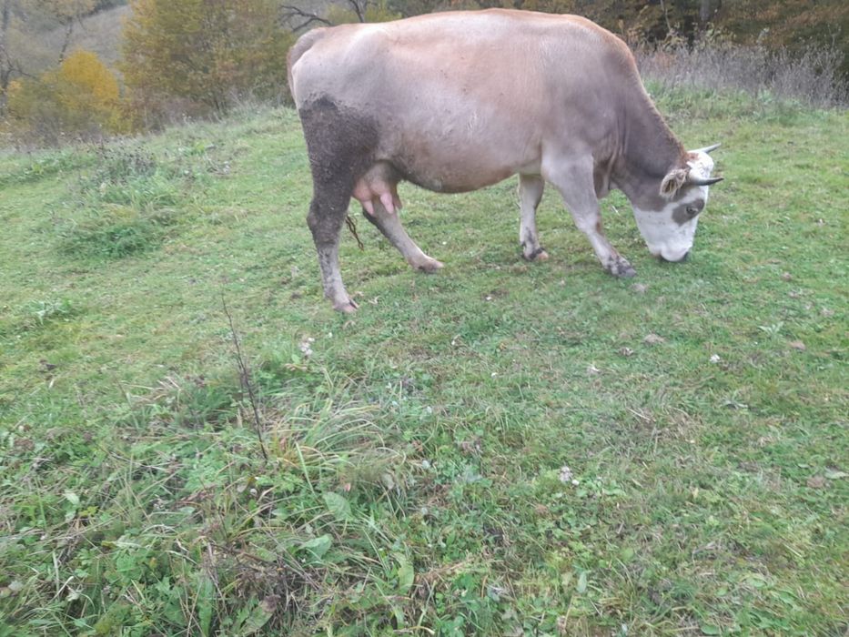 Vaca în vârsta de 2 an jumate