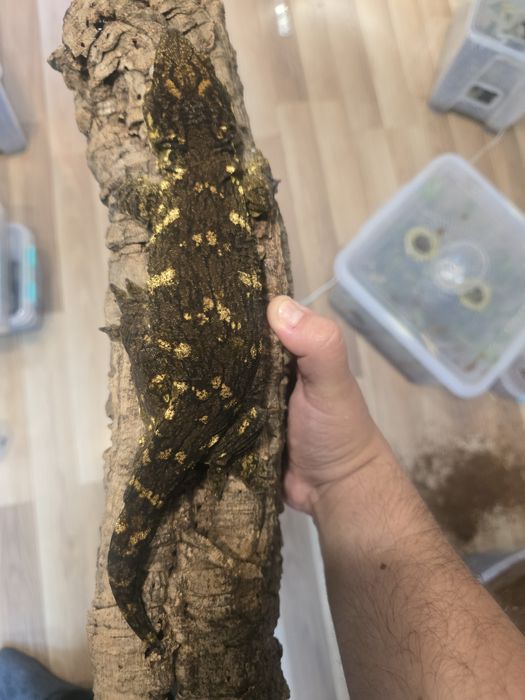 Rhacodactylus leachianus mount koghis