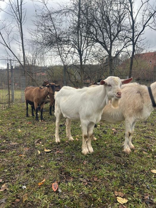 Berbec carabas si tapi alpin francez si metis sannen