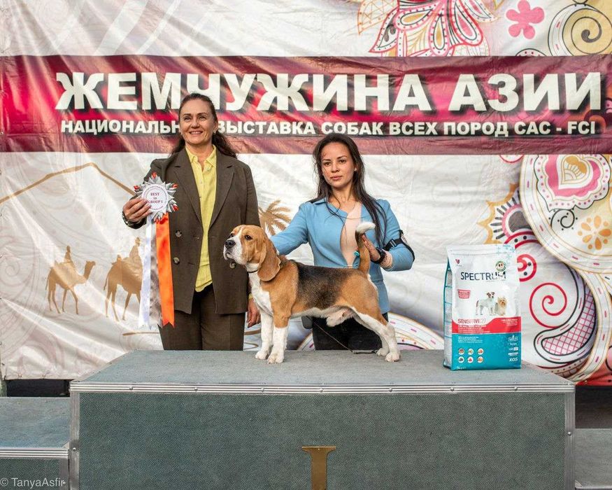 Кобель бигль на вязку