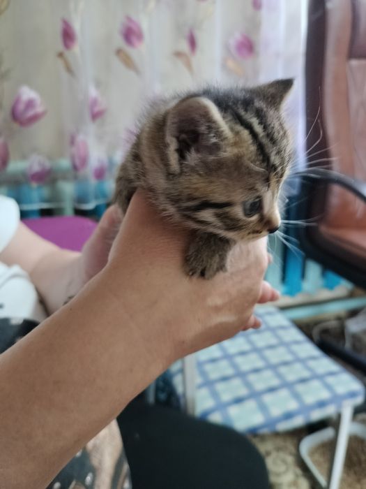 Отдам котяток в добрые руки