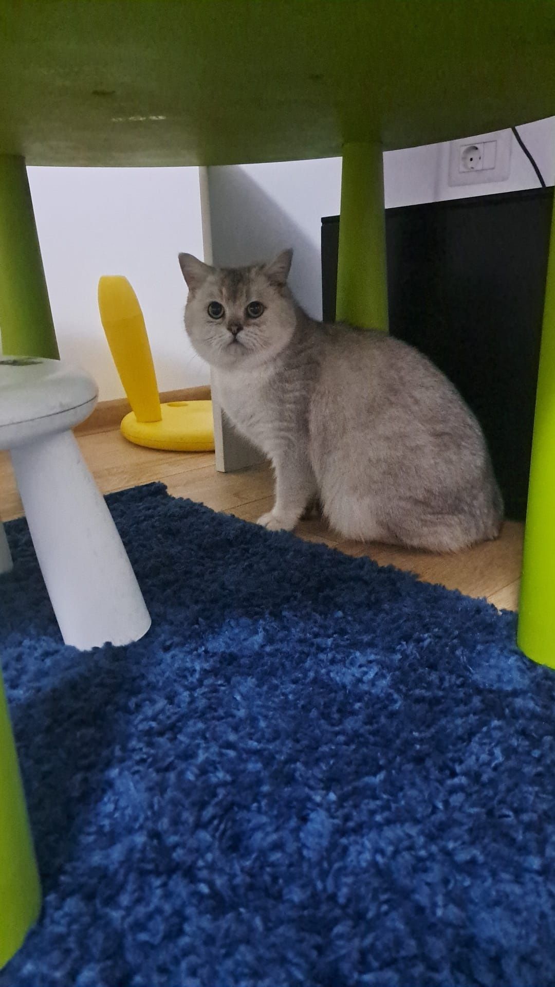 British shorthair chinchila(ns)Pedigree drept de monta!oferta luna Ma