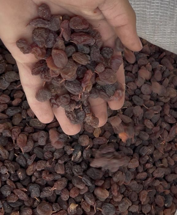 Osh mayiz tozza qoplangan