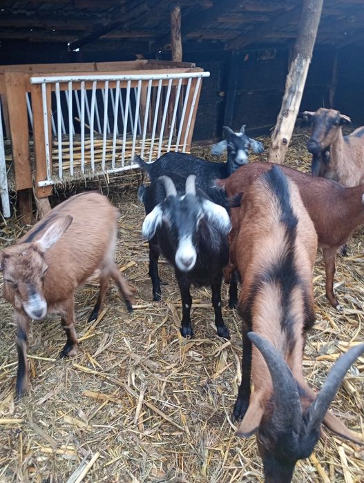 Vând 6 capre  și un țap