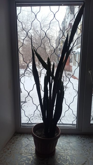 Щучий хвост (Сансевиерия)