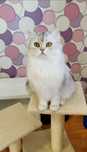 British longhair cu pedigree fetita