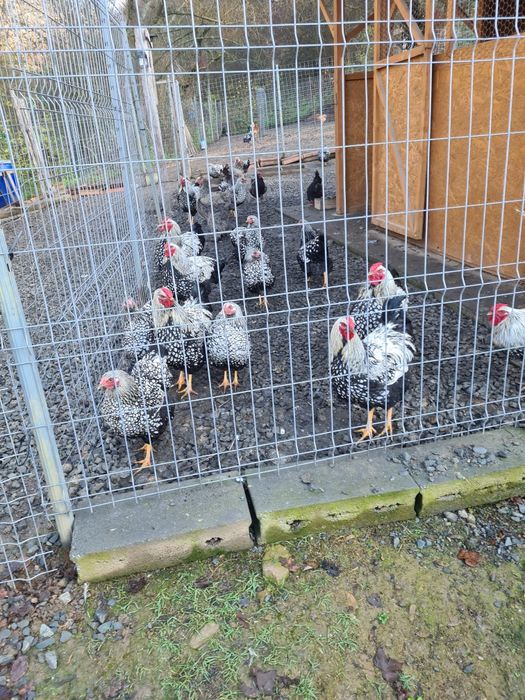 vând găini de casa