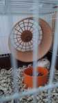 donez hamster siberian