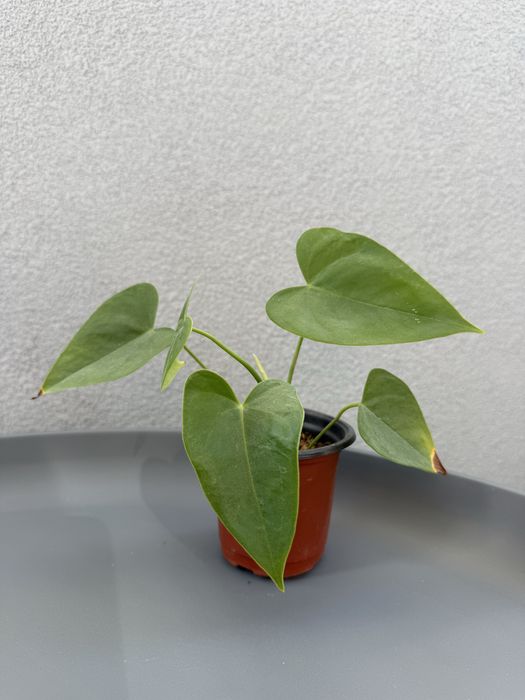 Бананови палми / антуриум