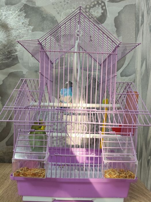 Продам попугай мальчик девочка