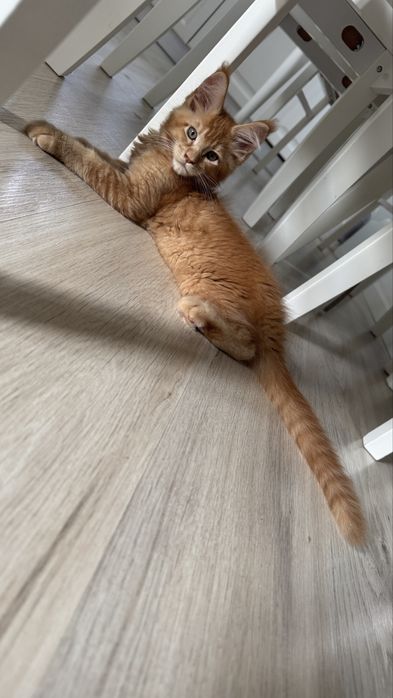 Mascul Maine Coon red solid