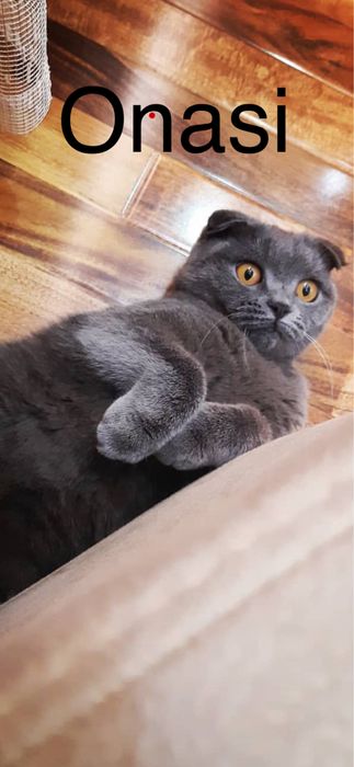 Skotish Fold & Strayt Sotiladi