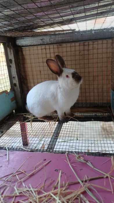 Toza kaliforniya quyoni