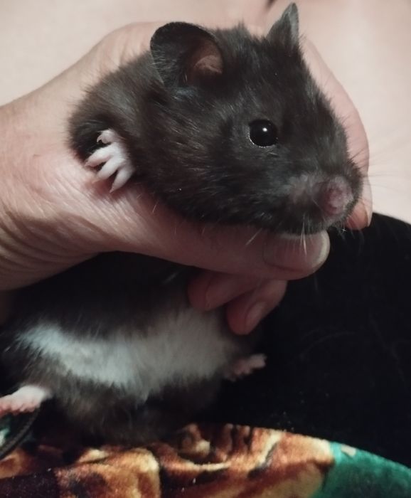 Хомячки домашние