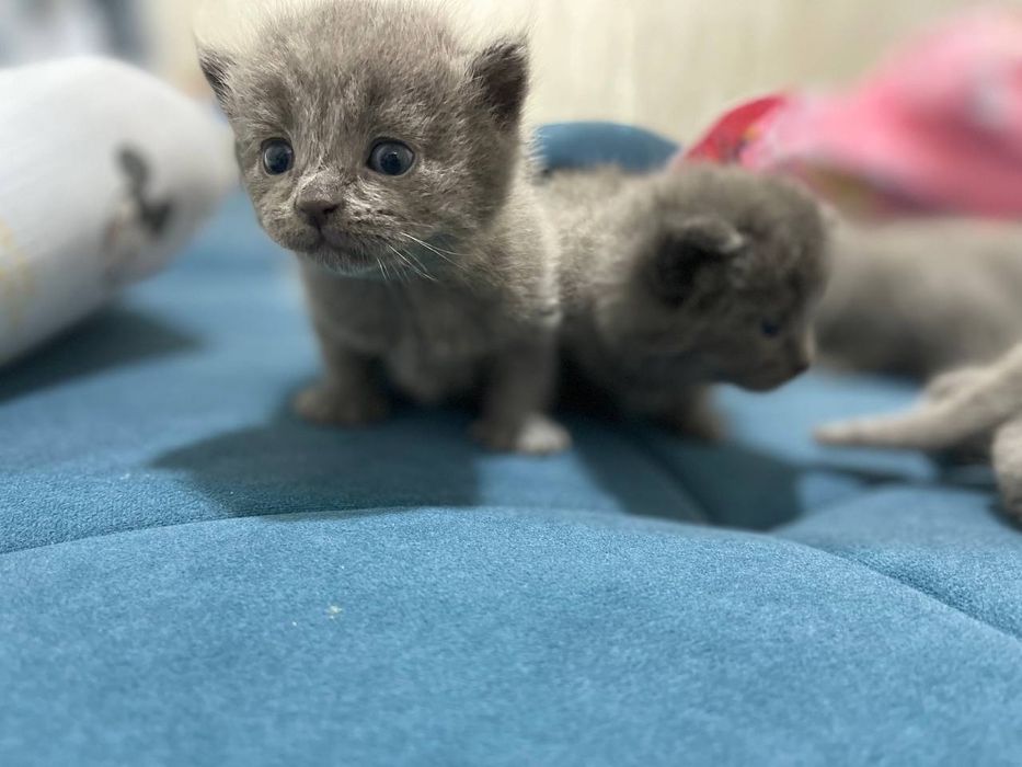 Котенки, порода scottish