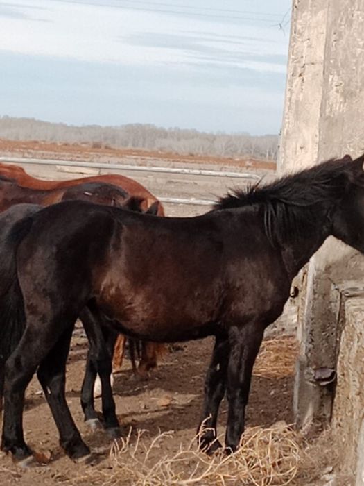 Байталдыр 2жасар 26бас бир уйр