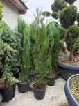 Îți transformăm grădina cu plante ornamentale spectaculoase!