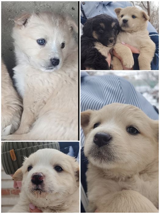 Пристраиваются щенки в добрые руки!