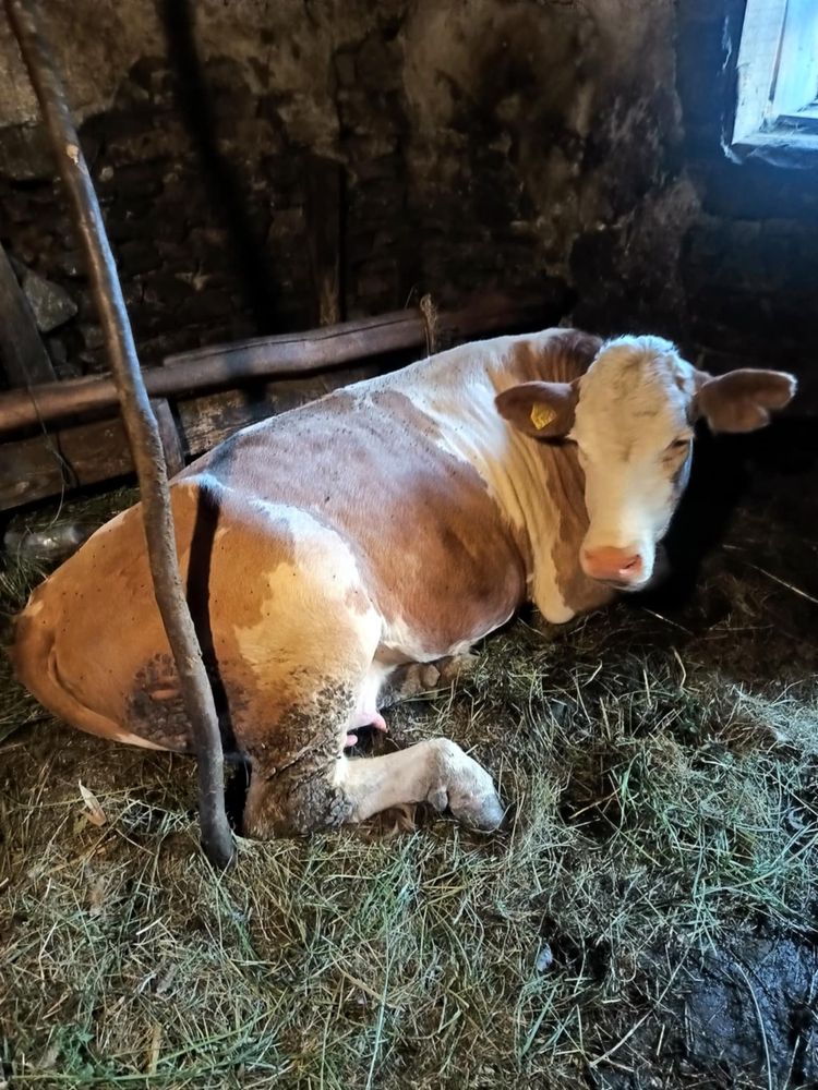 vand juninca 8500 lei oricare la alegere