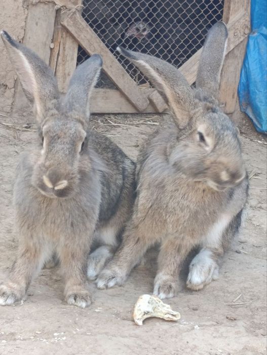 Velikan quyon sotiladi