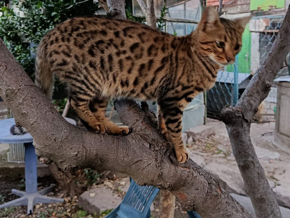 Продавам бенгалска котка